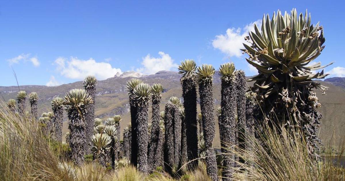 Tour al Nevado Santa Isabel - Que Hacer En Manizales
