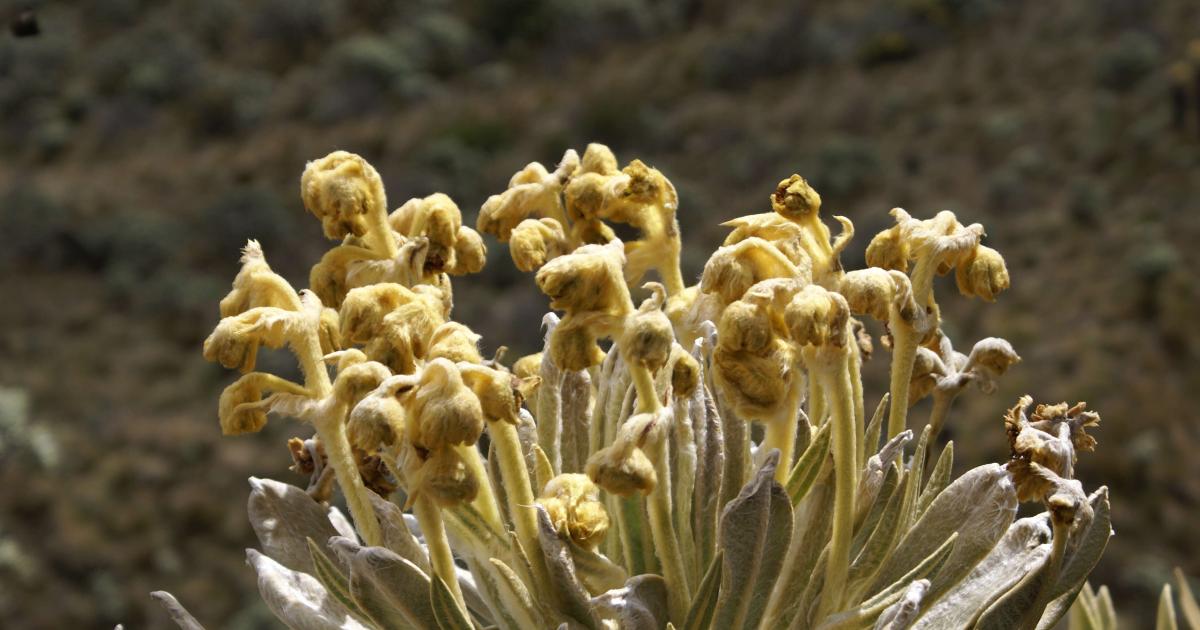 Laguna Verde - Que Hacer En Manizales