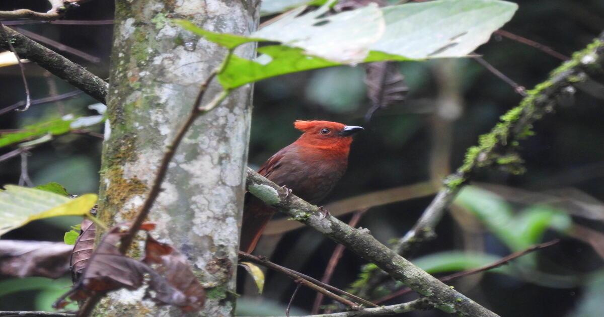 Experiencias en Bosques de la Pradera