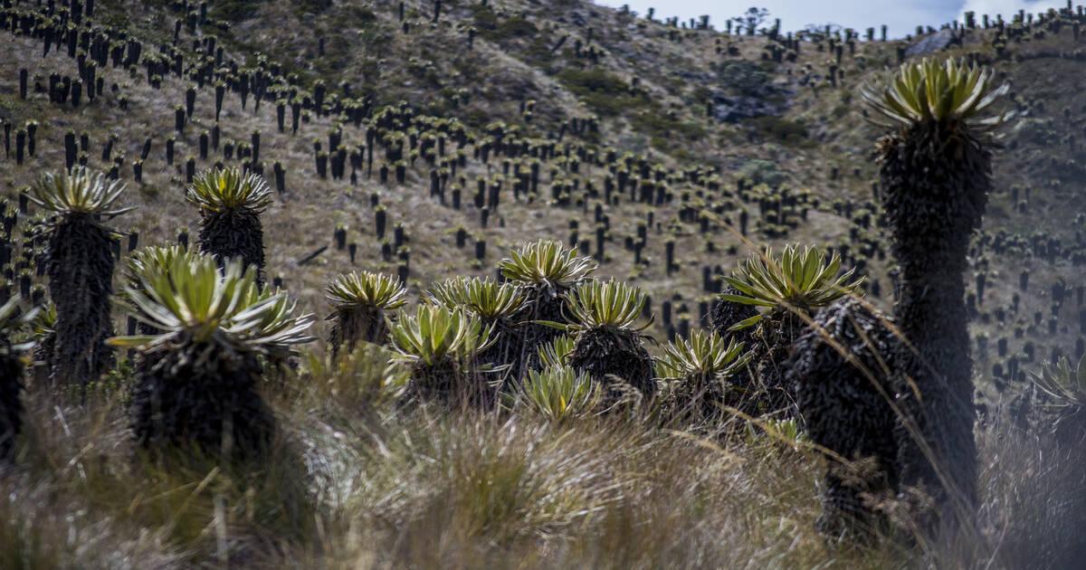 Nevado - Que Hacer En Manizales