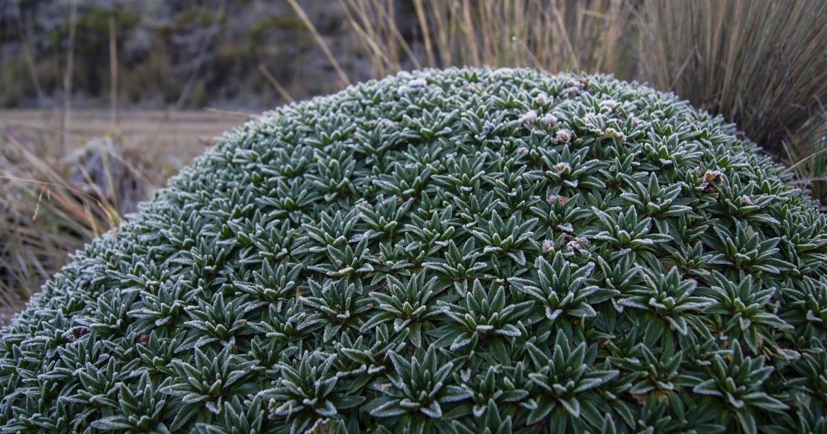 Tour al Nevado Santa Isabel - Que Hacer En Manizales